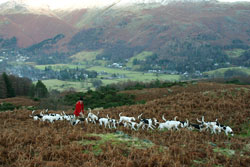 Hounds above Grasmere by Betty Fold Gallery